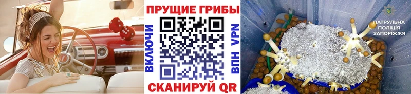 Галлюциногенные грибы Cubensis Льгов